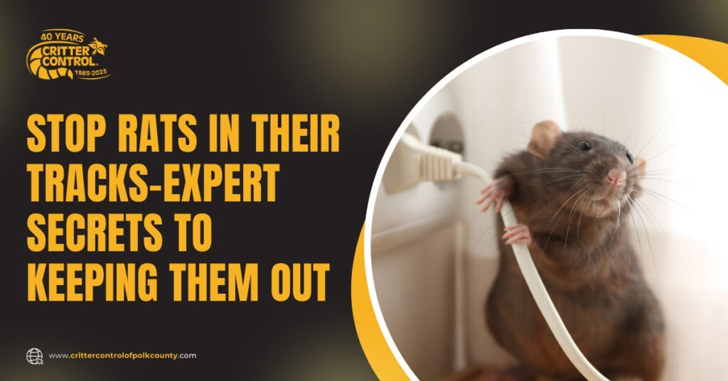 rat removal