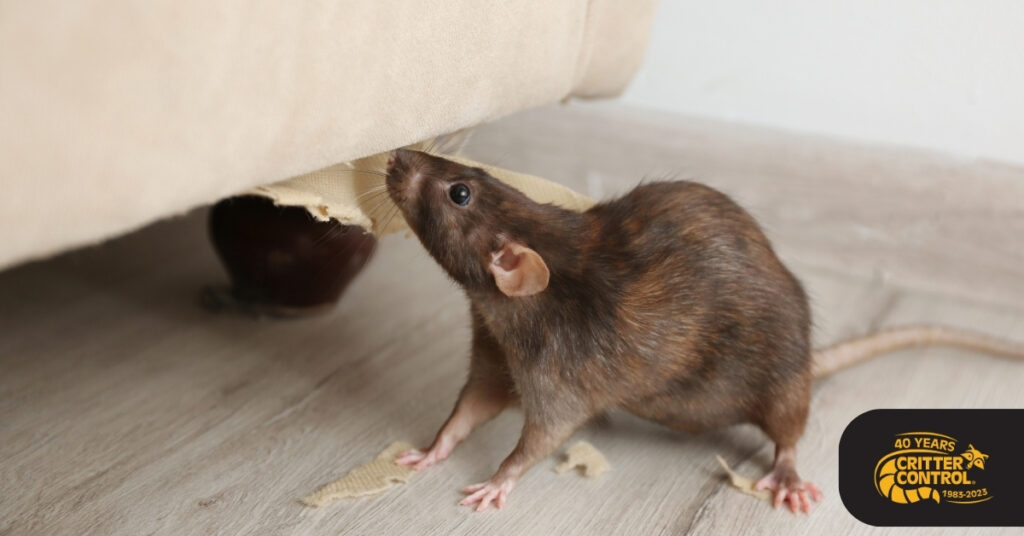 rat pest control