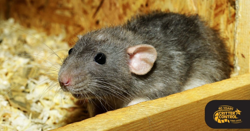 Emergency  rat removal