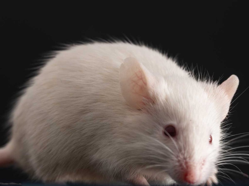 Natural Rat Removal Remedies