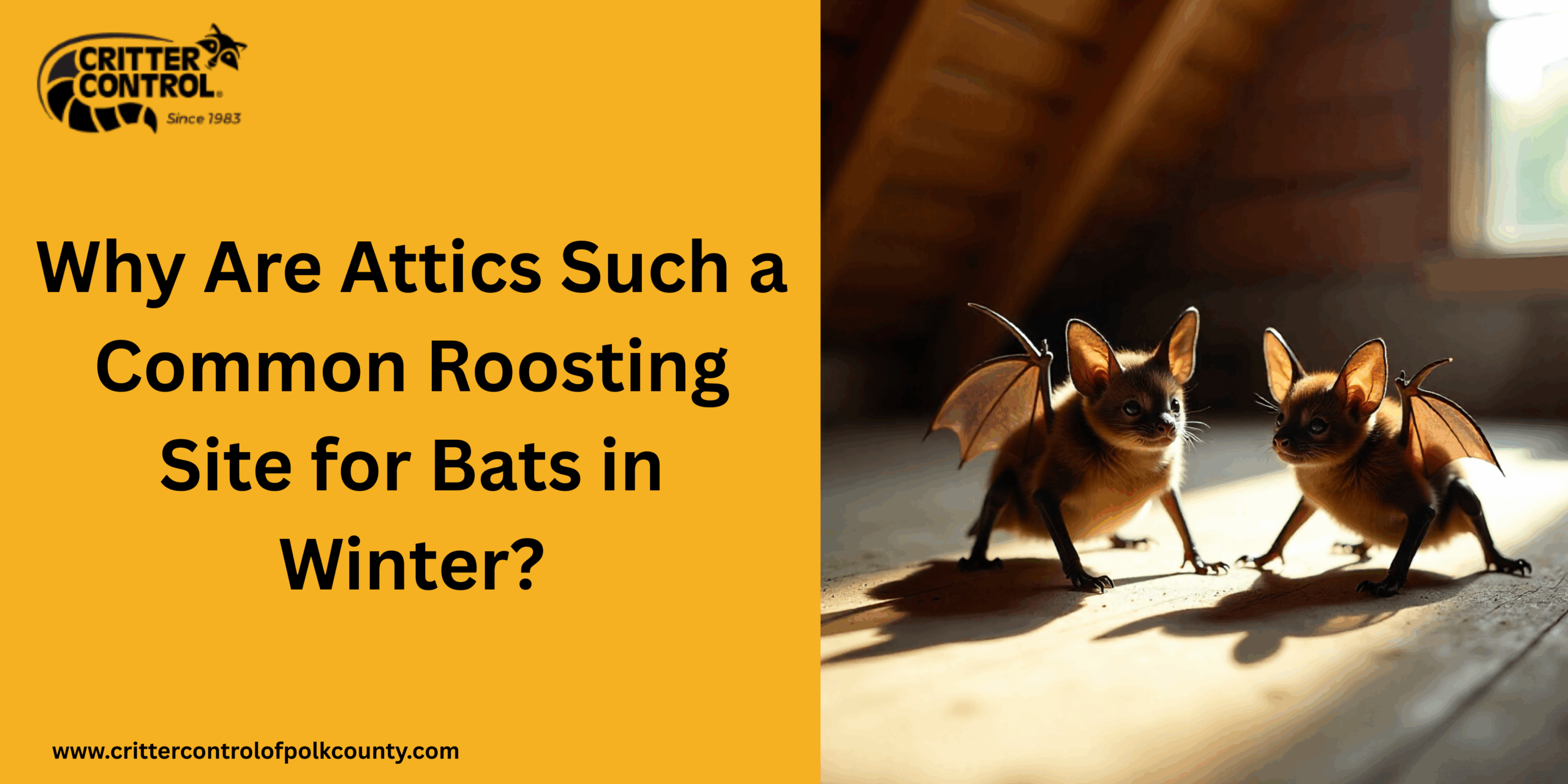 Bat Removal