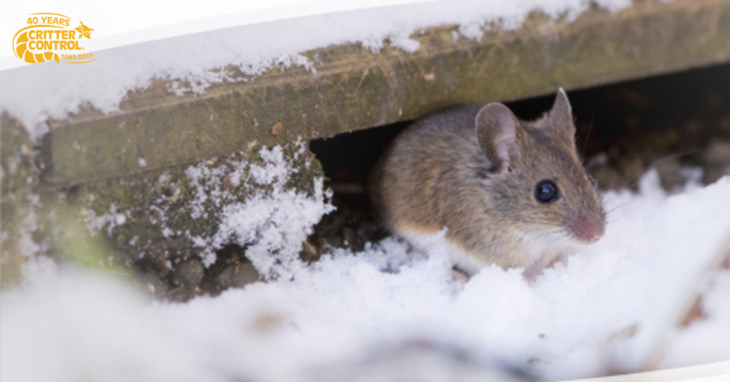 Why Rodents Enter Homes During Cooler Months and When Emergency Rodent Removal Is Needed 2 Cooler Weather Pushes Rodents Indoors