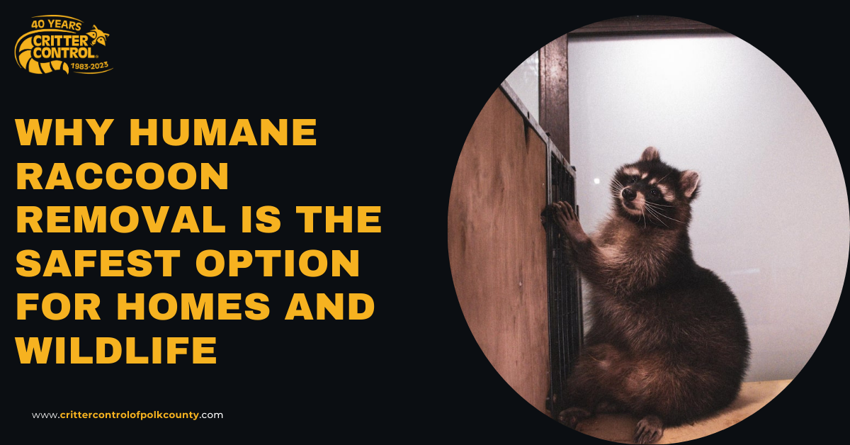 Why Humane Raccoon Removal Is the Safest Option for Homes and Wildlife