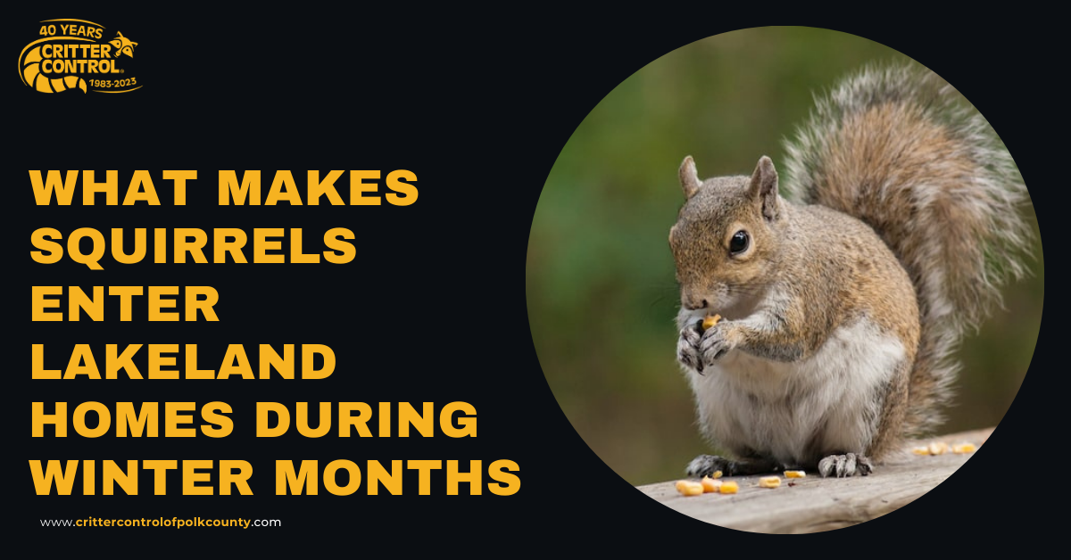 What Makes Squirrels Enter Lakeland Homes During Winter Months