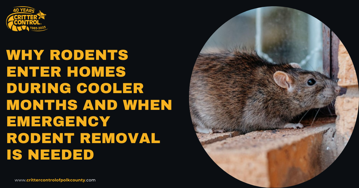 Why Rodents Enter Homes During Cooler Months and When Emergency Rodent Removal Is Needed