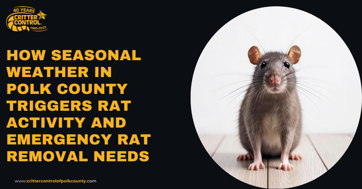 emergency rat removal