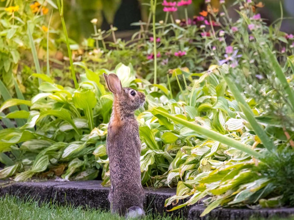 Creating a Wildlife-Proof Garden: Tips for Keeping Critters Away