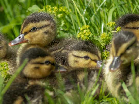 Nesting Season: Dealing with Wildlife Babies in Your Property