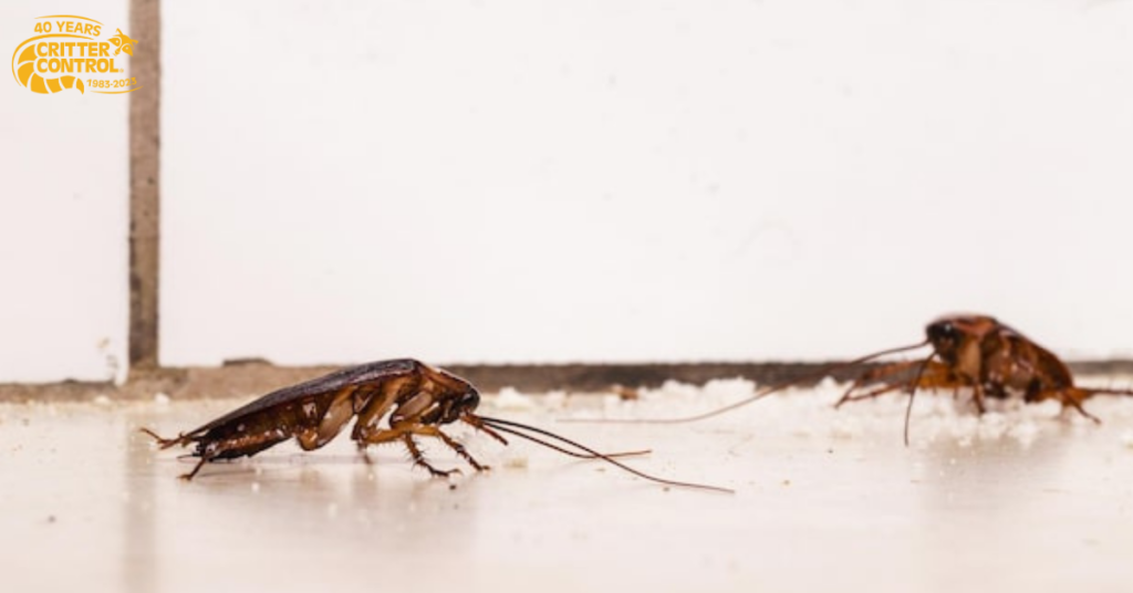 Common Home Maintenance Mistakes That Lead to Cockroach Pest Control Issues 3 Entry Points You Don’t Notice