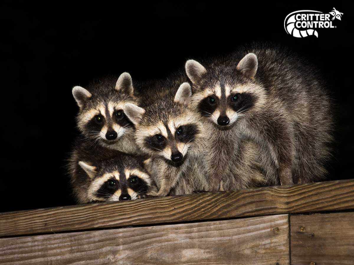 How Do I Get Raccoons Out Of Your Attic? | Critter Control Of Polk County