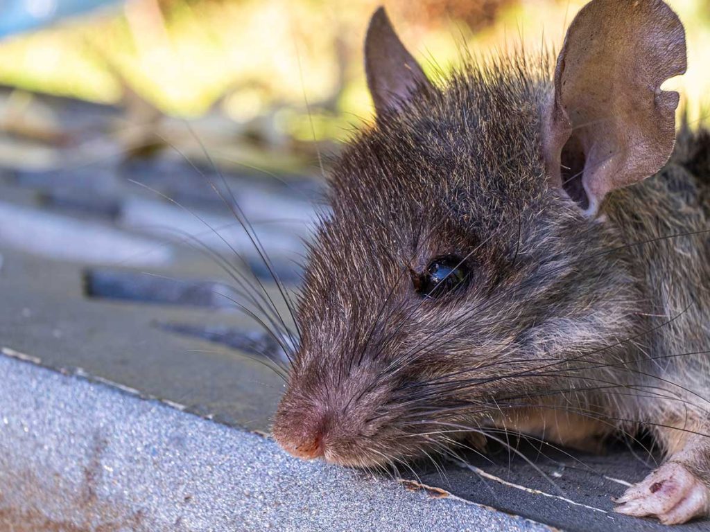 How to Recognize Signs of Rodent Infestations in Your Home