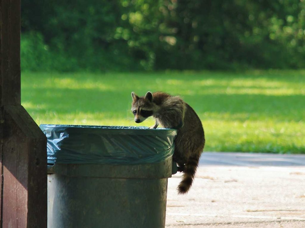 How to Stop Raccoons From Getting Into Your Trash