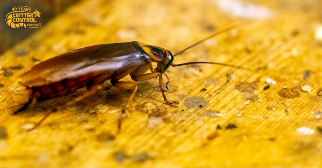 Common Home Maintenance Mistakes That Lead to Cockroach Pest Control Issues 4 Outdoor Habits That Matter Indoors