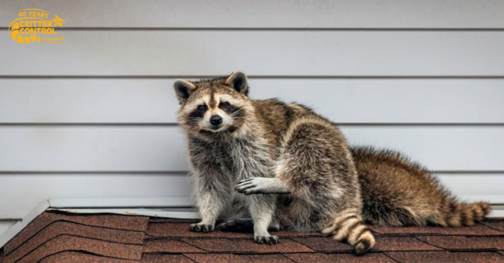 The Hidden Dangers of Raccoons in Homes