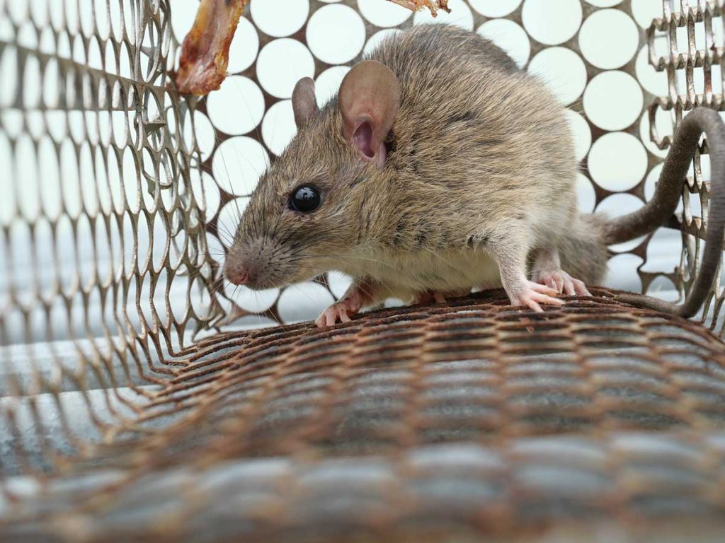 What Is the Most Humane Way to Get Rid of Rats?