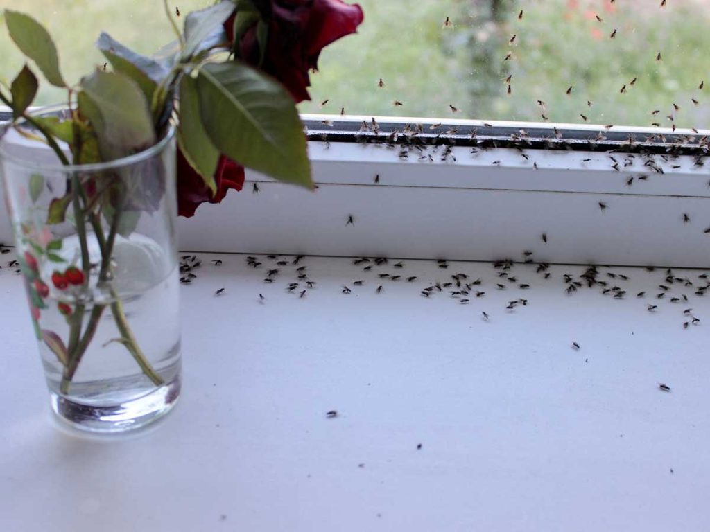 When to Call in a Professional Exterminator for Ant Control