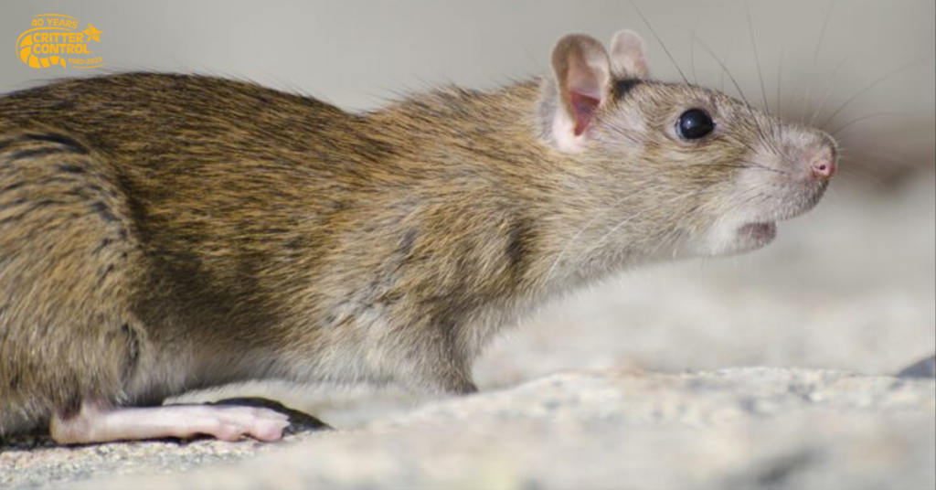 How Seasonal Weather in Polk County Triggers Rat Activity and Emergency Rat Removal Needs 3 Why Emergency Rat Removal Matters