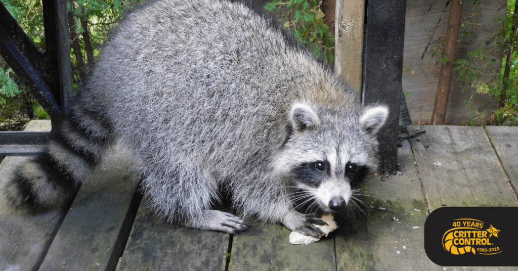 Why Raccoons Love Your Attic and How to Keep Them Out for Good 2 Why Raccoons Love Your Attic and How to Keep Them Out for Good 1