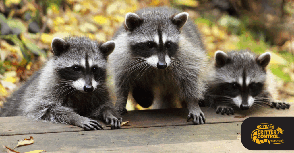 Why Raccoons Love Your Attic and How to Keep Them Out for Good 3 Why Raccoons Love Your Attic and How to Keep Them Out for Good 2