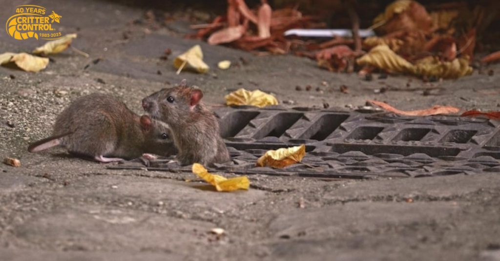 Why Rodents Enter Homes During Cooler Months and When Emergency Rodent Removal Is Needed 3 Why Rodents Become a Serious Problem Fast
