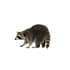 Raccoons