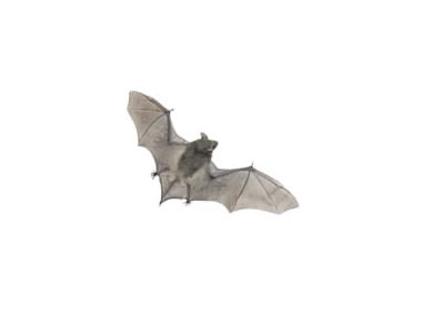 Bats