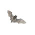 Bats