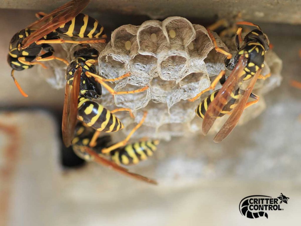 Bee and Wasp Removal in Polk County