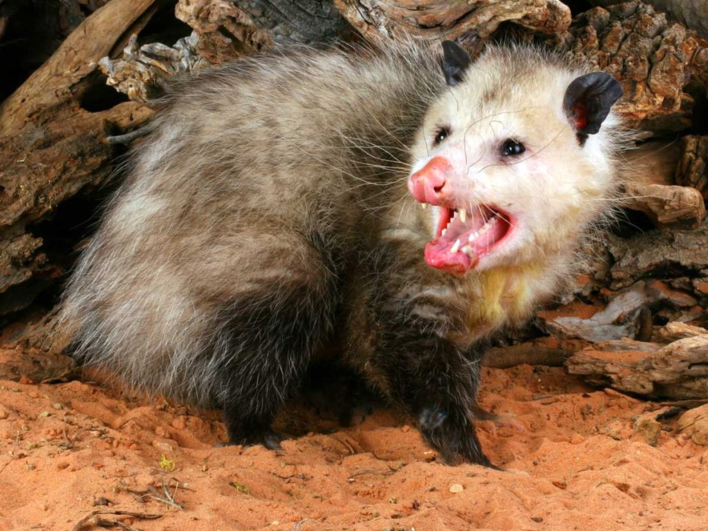 What’s the Easiest Way to Get Rid of Opossums?