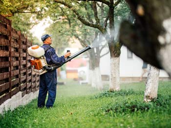 Effective Methods for Mosquito Control in Your Backyard