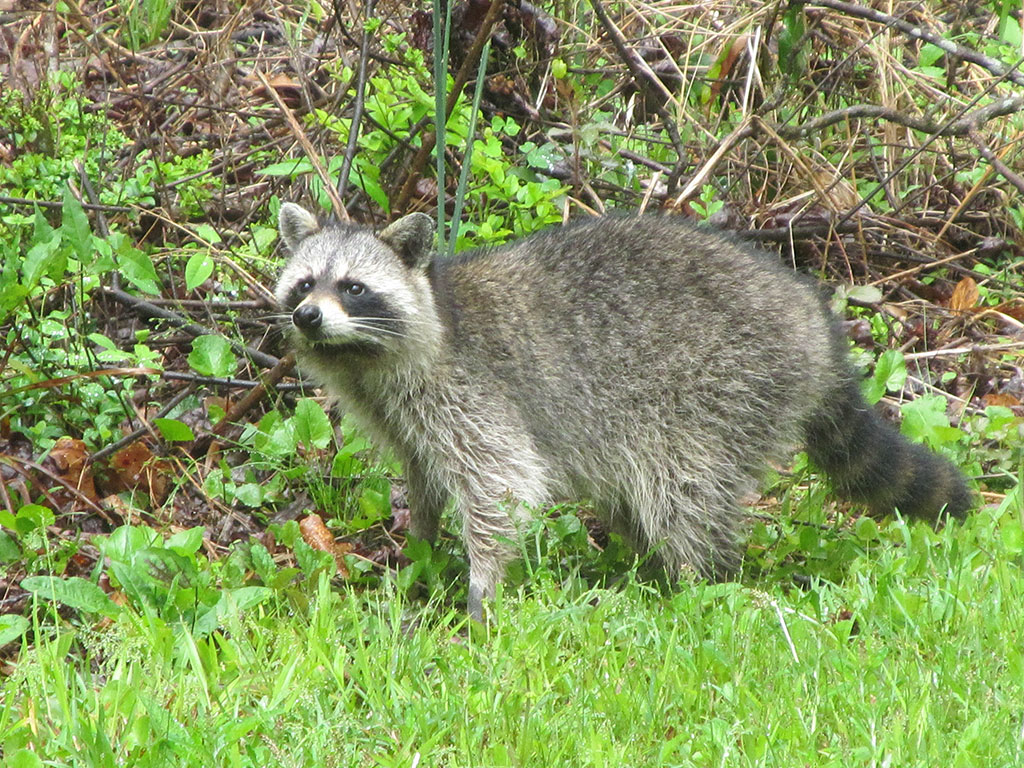 Fencing Solutions for Wildlife Control: Keeping Intruders Out