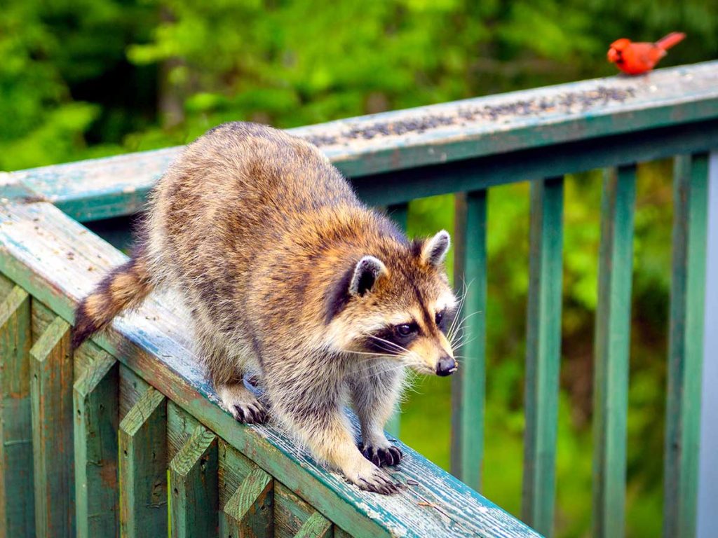 How to Get Rid of Raccoons in Your Yard