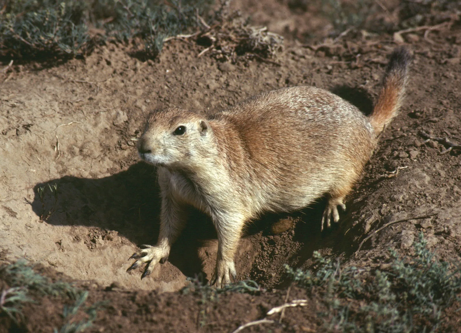 Rodent 