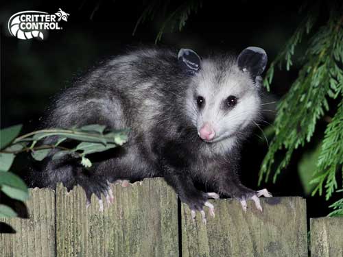 Haines City Opossum Removal