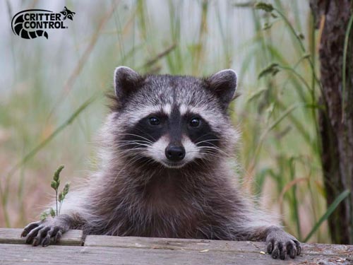 Haines City Raccoon Removal