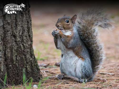 Haines City Squirrel Removal