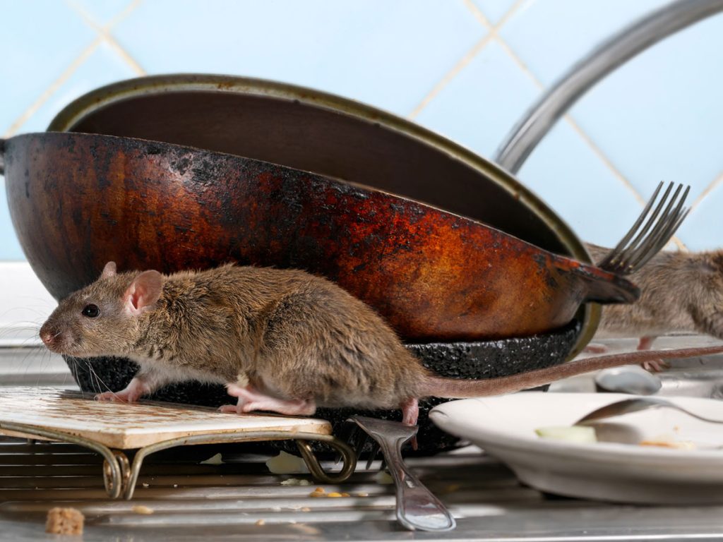 What Is a Home Remedy to Get Rid of Rats?