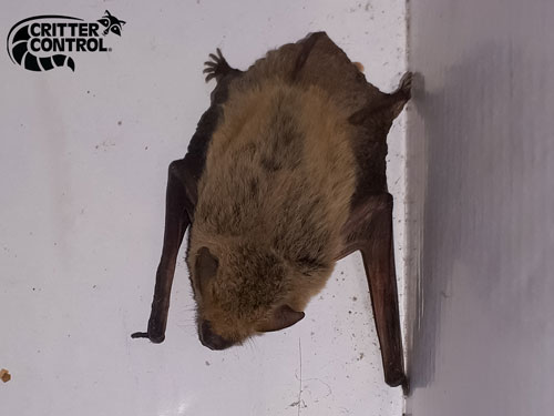 How to Get a Bat Out of Your House