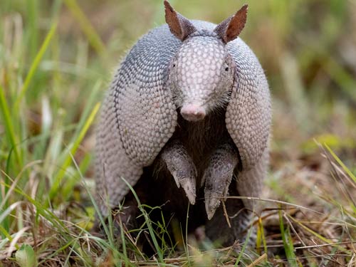 How to Get Rid of Armadillos In the Yard