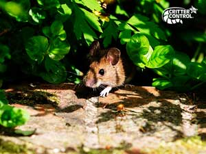 How To Get Rid of Field Mice in the Yard