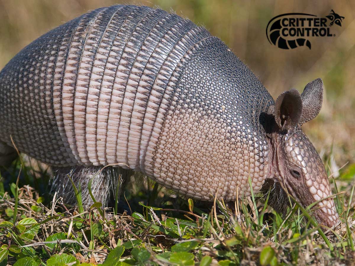 How To Tell If You Have A Nuisance Armadillo On Your Polk County