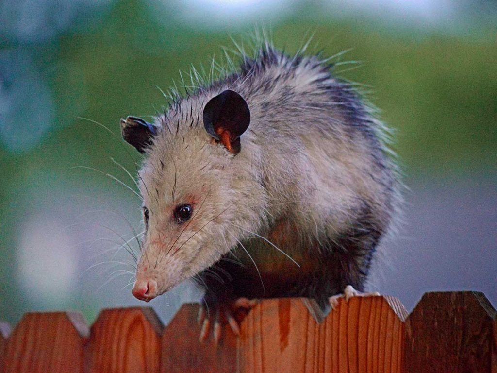 How to Keep Possums Away from Your Trash
