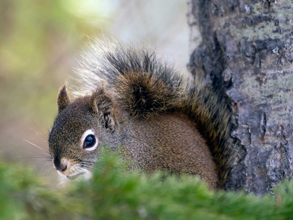 What Will Keep Squirrels Away from Plants?