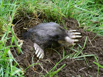 Mole Removal in Haines City