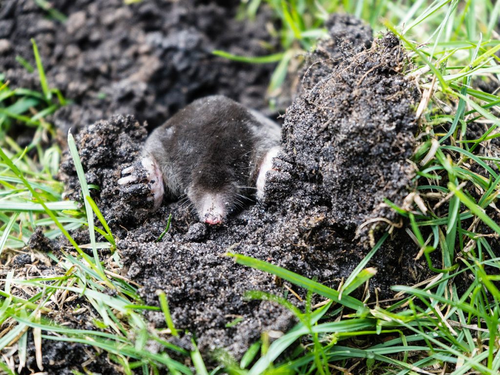 Mole Removal in Lake Wales