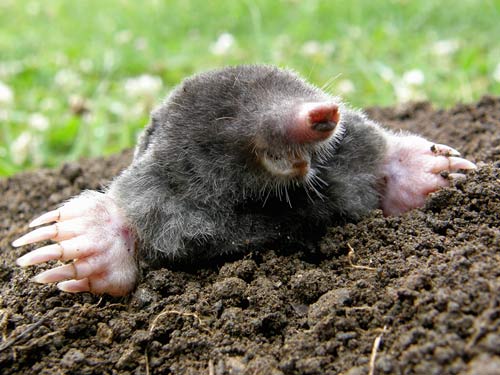 Mole Removal in Lakeland