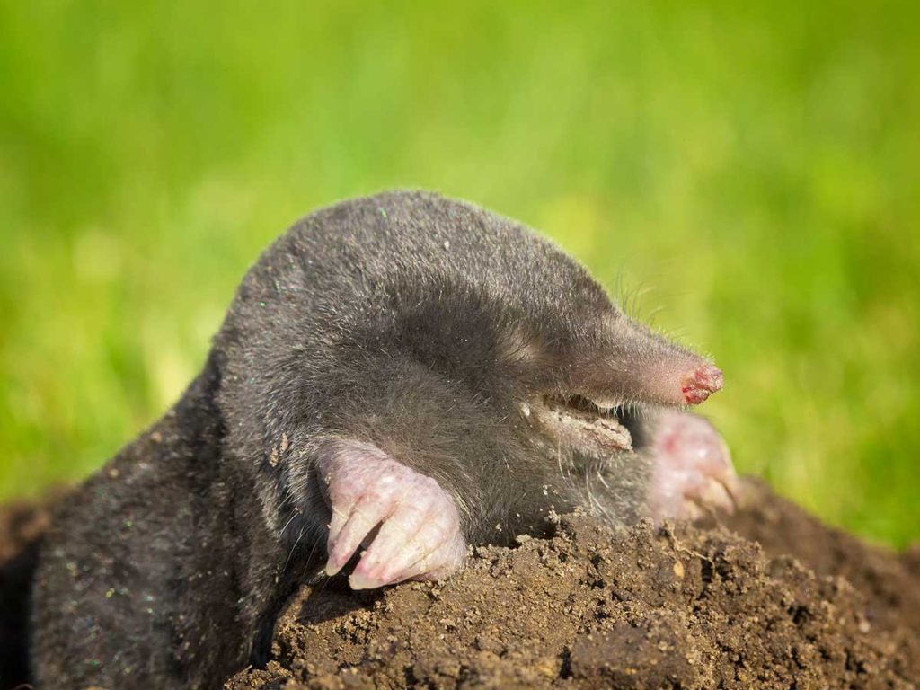 Mole Removal in Polk County
