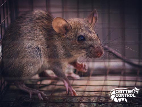 Non-Toxic Ways to Get Rid of Mice