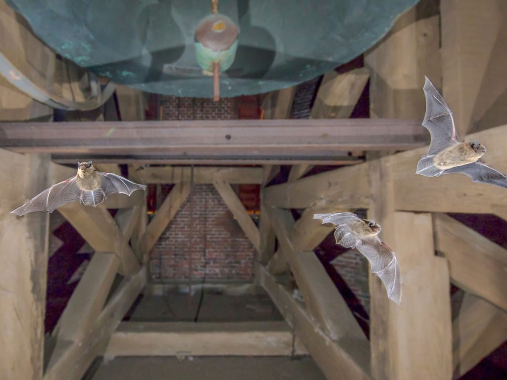 How to Prevent Bats From Entering Your Attic