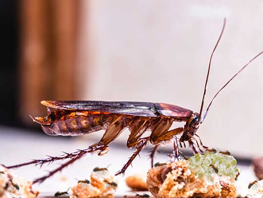 5 Preventative Measures for Keeping Cockroaches Out of Your Commercial Property